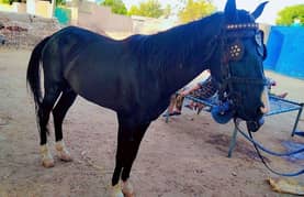 mushka panj Kalyaan beautiful horse