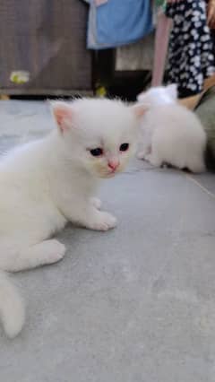 Persian/cats/baby/for/sale