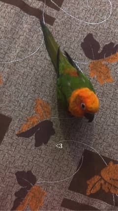 HAND TAMED SUN CONURE