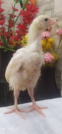 White O Shamo / Aseel Shamo / O shamo / Shamo chicks / Chicks for sale