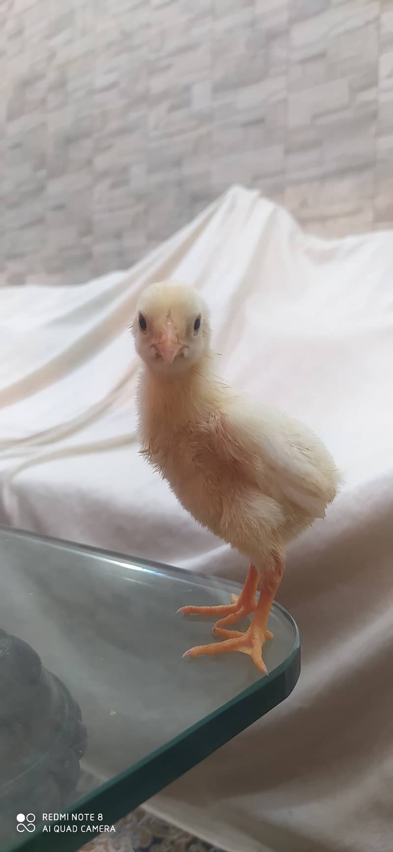 White O Shamo / Aseel Shamo / O shamo / Shamo chicks / Chicks for sale 3