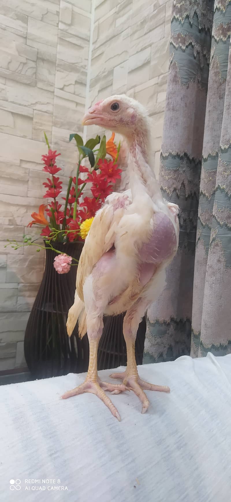 White O Shamo / Aseel Shamo / O shamo / Shamo chicks / Chicks for sale 6