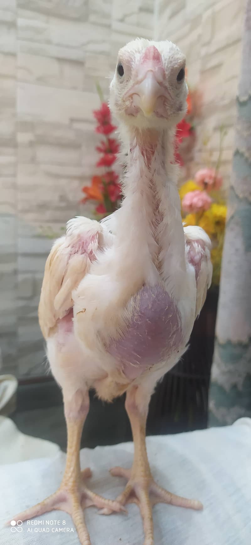 White O Shamo / Aseel Shamo / O shamo / Shamo chicks / Chicks for sale 7