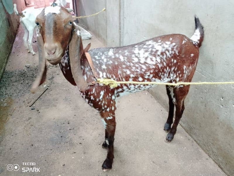 china makki bakri gaban 2