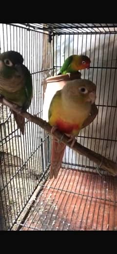 conure breeder pair