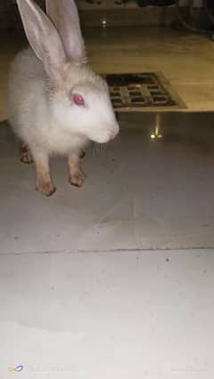 2 rabbits 6 months age female