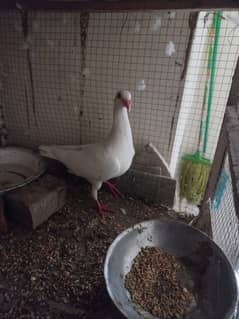 German beauty crossed by denish male piegon