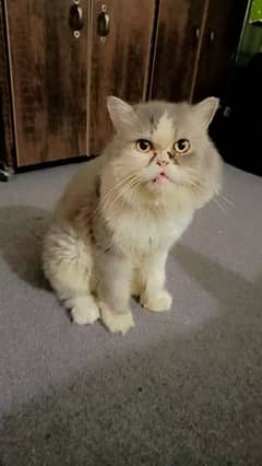 Persian cat