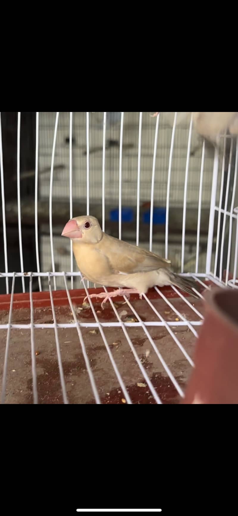 Fawn java 4 chicks proper self 3 months plus age confrm per piece rate 2