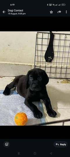 Labrador 2 month