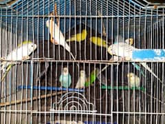 Australian Parrot Birds Rs 300