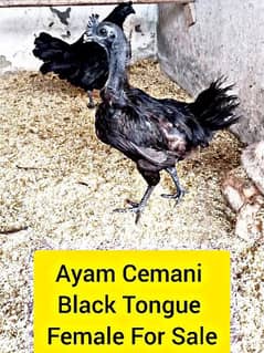 Ayam Cemani Black Tongue Female