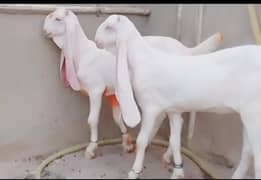 supreme quality pure gulabi spotless male and female