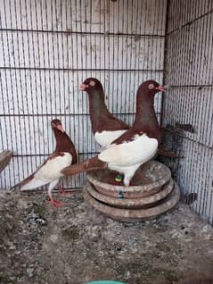 English magpie male hai Acha laga huaa pairs hai