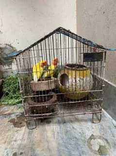 love bird lutino pair with cage