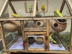 autralian birds budgies with cage