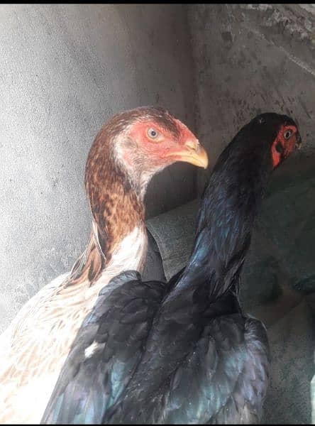 German Shamo Chicks available active&healthy parents pitcher attach 2