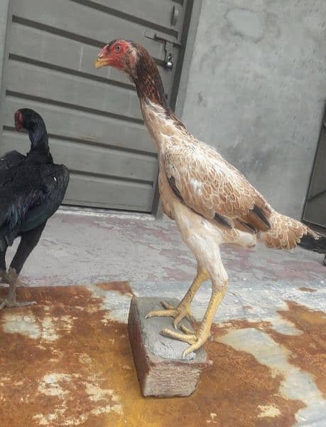 German Shamo Chicks available active&healthy parents pitcher attach 3