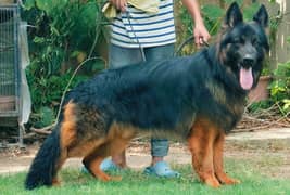 Pink pedigree German Shepherd Big Size heavy long coat