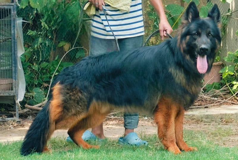 Pink pedigree German Shepherd Big Size heavy long coat 0