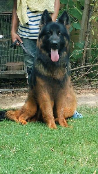 Pink pedigree German Shepherd Big Size heavy long coat 1