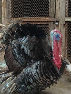 Black tail white japanese bantam & turkey male