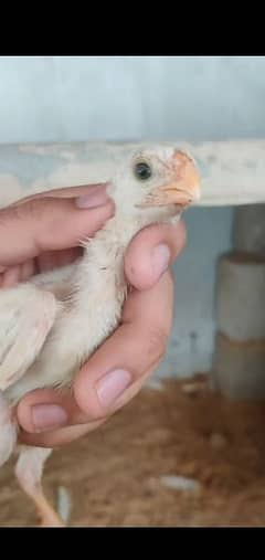 Top quality Indian parrot beak chicks available