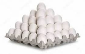 farmi eggs 0