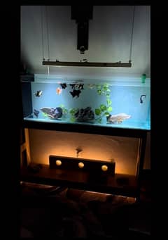 Wooden Aquarium for sell