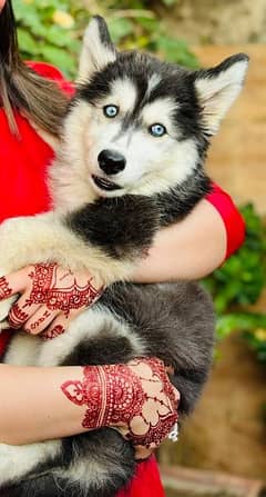 Female Husky Puppy Available Blue eyes & Whooly coat