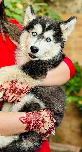 Female Husky Puppy Available Blue eyes & Whooly coat 0