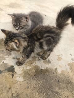 Persian Cats