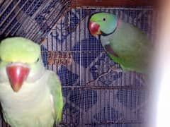 Raw Parrot / breading pair / parrot pair / talking parrot / hand tame