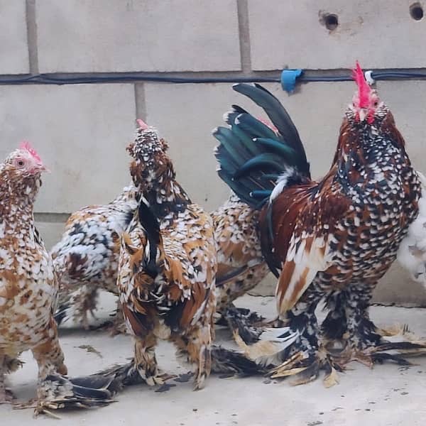 Fancy Breeds kay Eggs & Chicks   For Sale 10