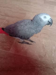 Grey Parrot