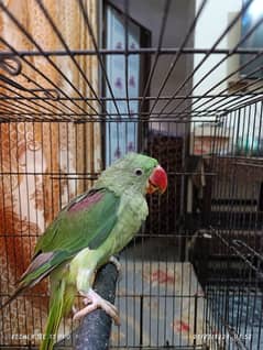 talking raw parrot 0