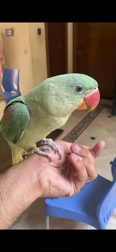 Raw Parrot Fully Hand Tame