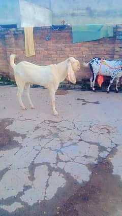 Bakra for sell