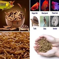 Mealworms