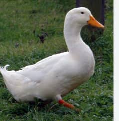 male duck