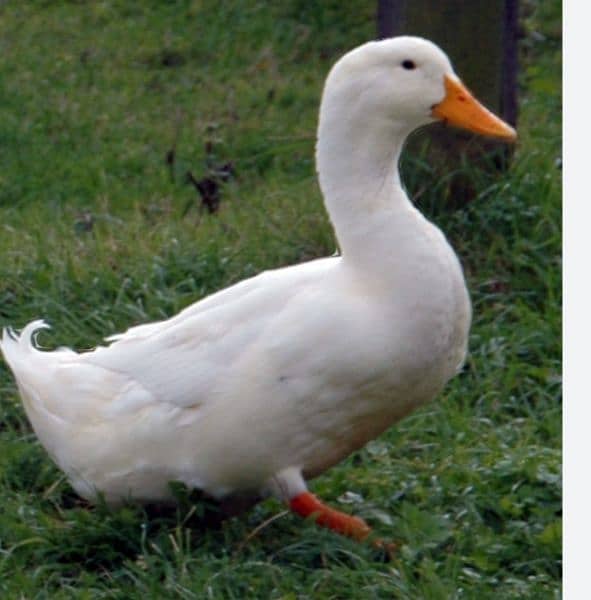 male duck 0