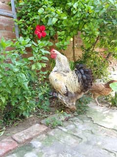 Brahma Male