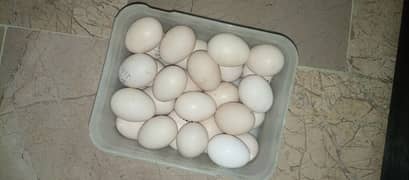 Heera Aseel. Muskha Egg