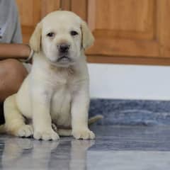 Labrador