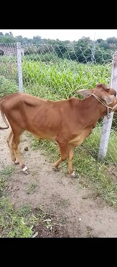 siwal breed ka qurbani walay bull far sell demand 1150000 for 11 bulls