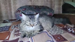 Persian cat 3 month