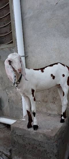 Rajan puri  bakri and 4month bakri