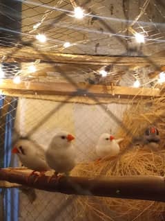 Snow White finches and zebra finches pair breeder