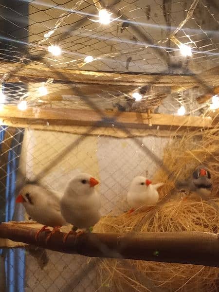 Snow White finches and zebra finches pair breeder 0