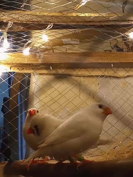 Snow White finches and zebra finches pair breeder 1